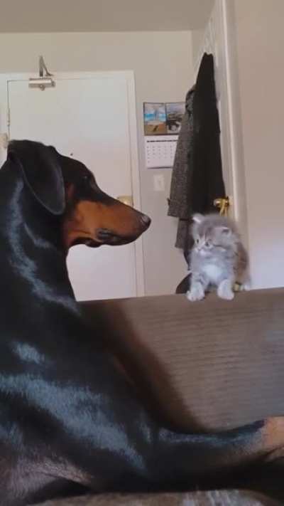 boops