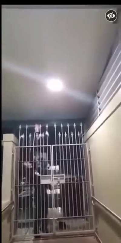 Dude tries to climb over gate&hellip;. It wasn&rsquo;t worth it