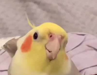 Added some spice into his cookie song