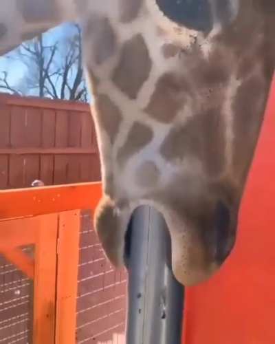 Melman from Madagascar started an onlyfans&hellip;.