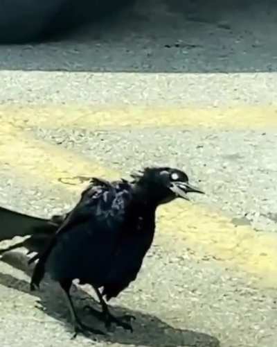 Zombie bird