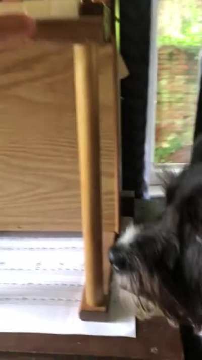 I fooled my dog