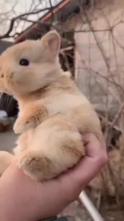 Bun