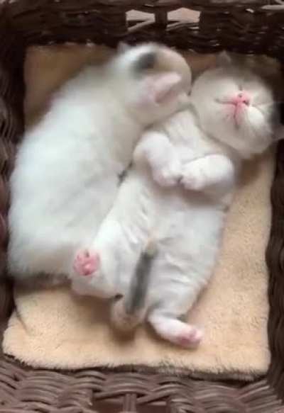 Dreaming kitty