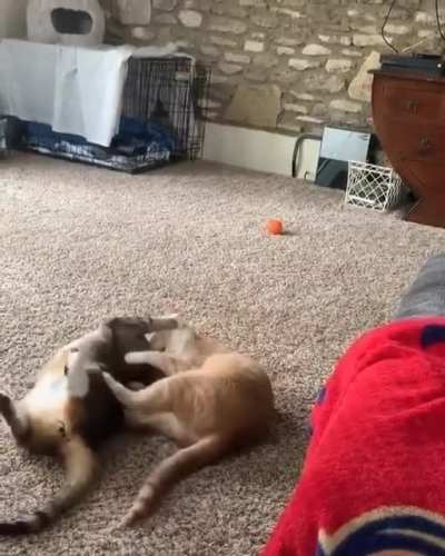 HMR while I finishing my opponent with RkO