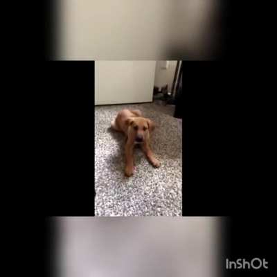 Dog says the n Word