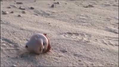 extremely rare baby doll head crab (+5 Attack damage, paralyzes enemy in first round)