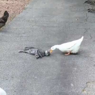 The frenliest gang in town