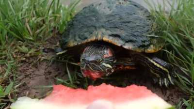 a response to the cat eating watermelon post - turtles eating a watermelon, even cuter. (from the youtube channel "the fish whisperer")