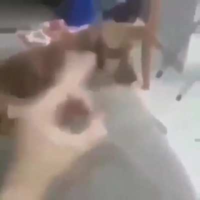 "Como conversar sobre problemas pol&iacute;ticos com seu cachorro"