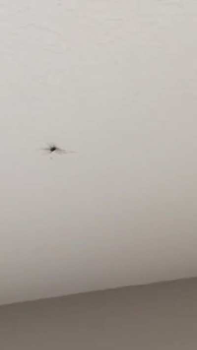 I found a spider friend on my ceiling