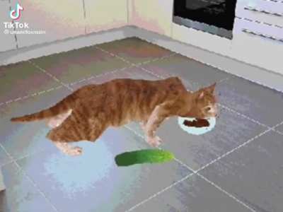 Please do not the cat