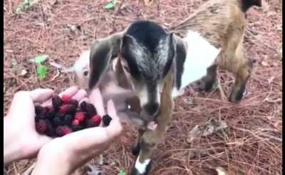 Baby goat monching&hellip; with a twist.