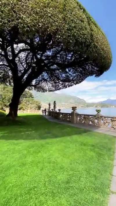 This umbrella tree