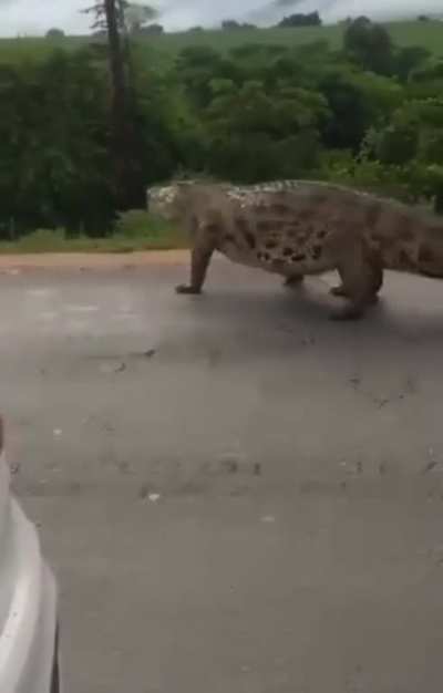 This monster spotted in Limpopo, South Africa