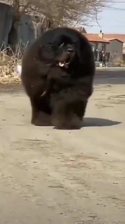 This absolute bestest big boye