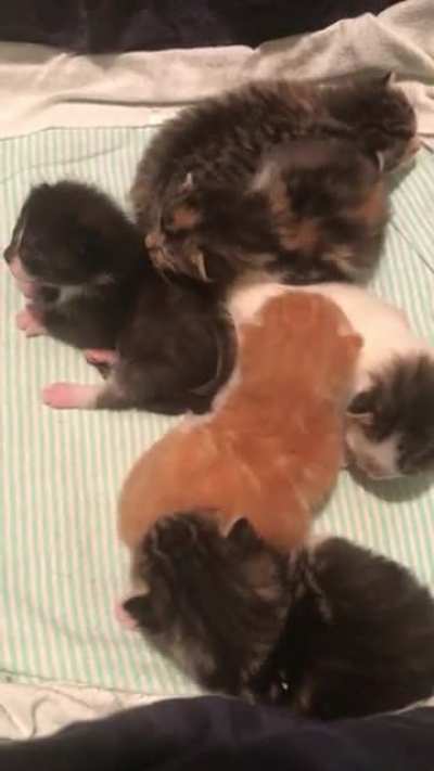 9 day old babies.
