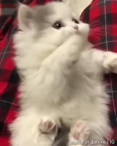 This is Waffle