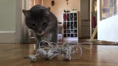 Kitty got air time