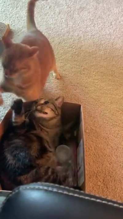 Bitty fight