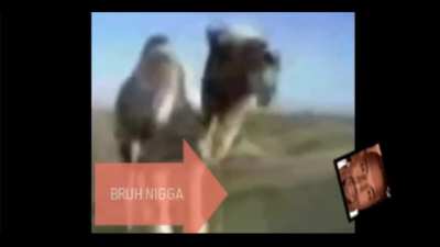 First arabfunny video freedownload.mp3