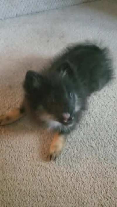 Vicious Dog Attack