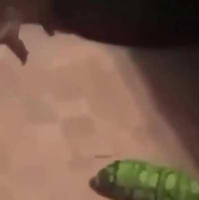 frog