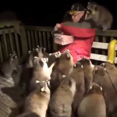 Racoon Welfare