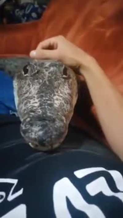 FARCRY6 crocodile