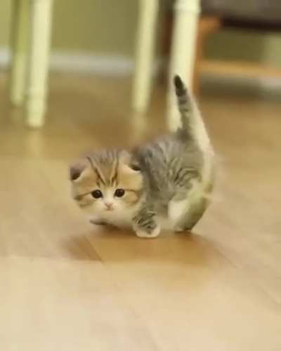 So cute small one