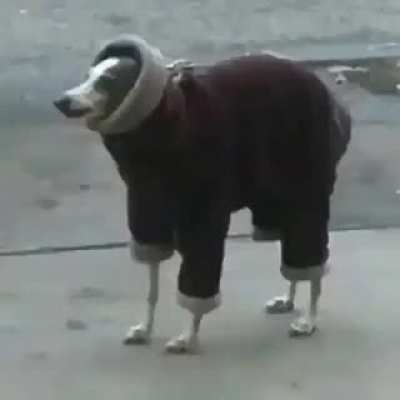 First doggo post