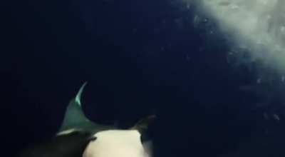 &hellip;or an Orca spitting it&rsquo;s food out so it can eat you!