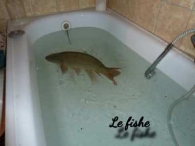 le fishe 🐟