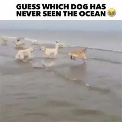 Happiest doggo