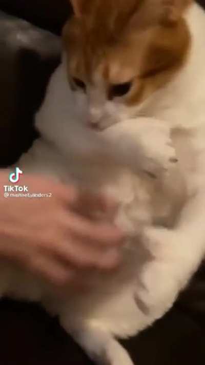 Atack on cat