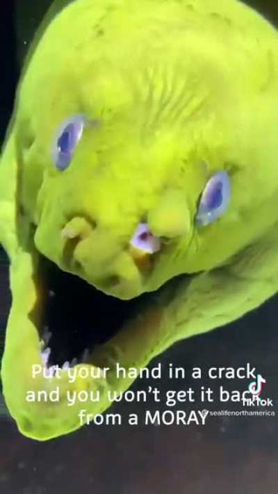 that&rsquo;s a MORAY