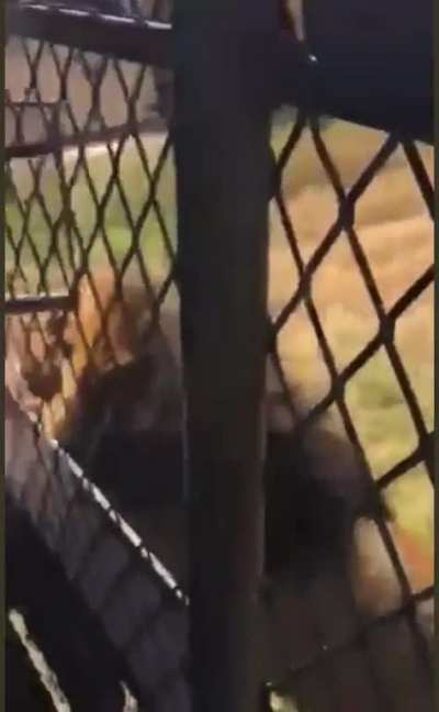 Grandpa is okay, lion got put down
