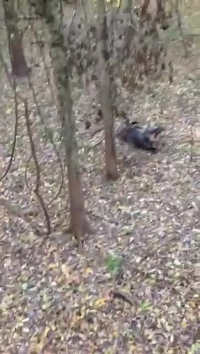 Todays hunting
