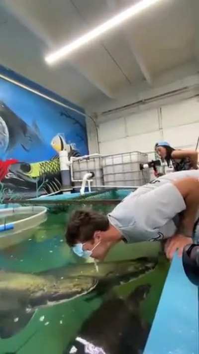 Fish KO