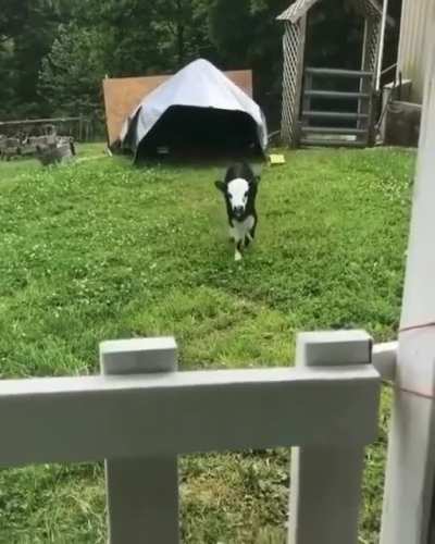 Excited Puppy