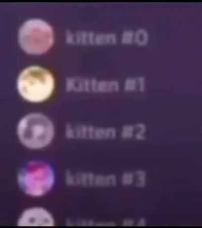 Kitten #2