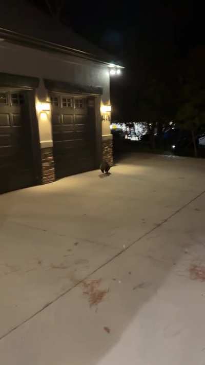 Trash panda&rsquo;s been bulking for hibernation season