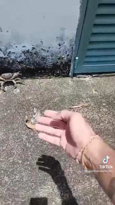 Cangrejo enojado con un humano 🤨.