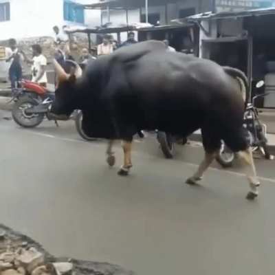 🔥 Wild Indian Gaur casually walking through the market of Kodaikanal. Absolute UNIT!