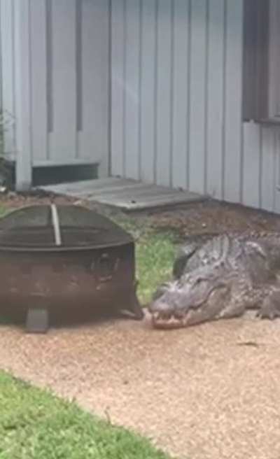 This family found aggressive alligator lurking in their garden