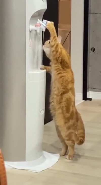 Genius cat figured it out. wow
