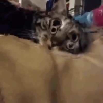 Timmy cuando se despert&oacute;