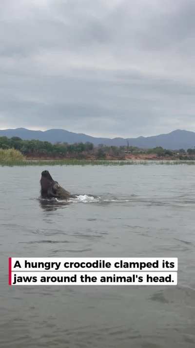 Crocodile clamps jaws around buffalo's head
