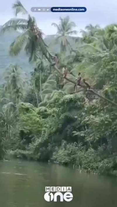 Coconut tree snaps with people sitting on it 