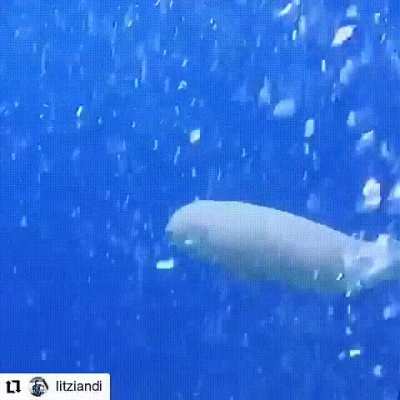 Commonly known as "sea cows," dugongs are cousins of manatees and share a similar appearance but have a dolphin fluke-like tail. Unlike manatees, which inhabit freshwater areas, the dugong is strictly a marine mammal. Here is a young dugong swimming aroun